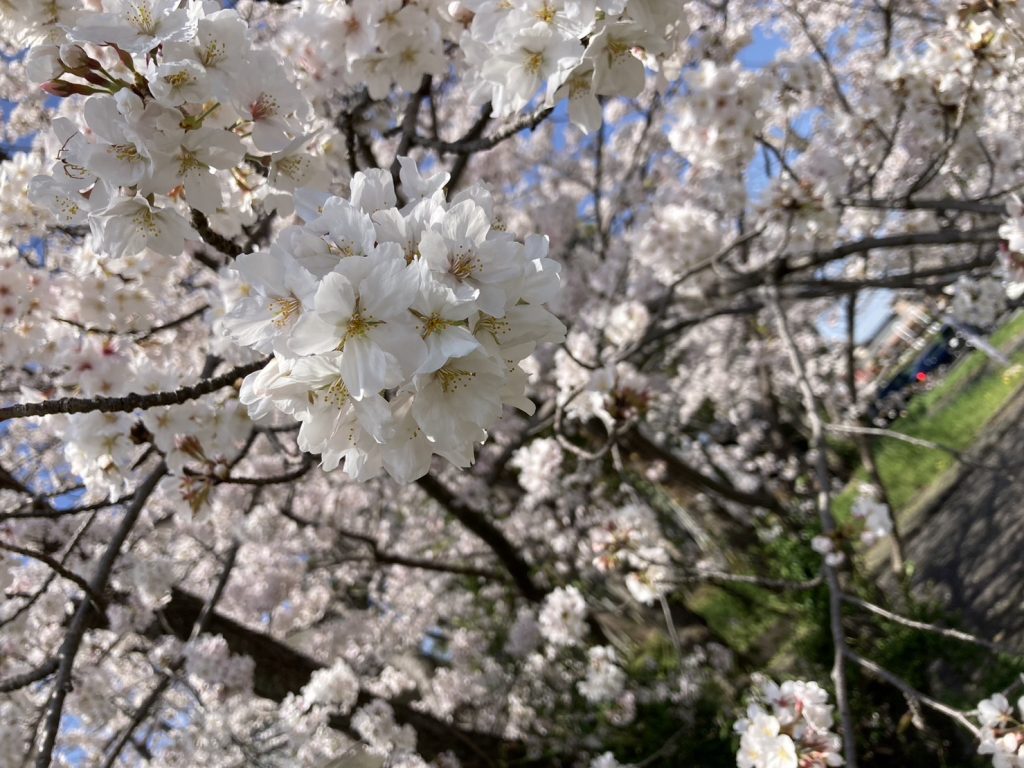 春の訪れを感じる桜